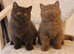 Wanted choc or cinnamon Bsh!