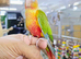 Baby Pineapple conure hand reared available