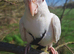 Cockatiel friendly tame