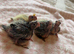 Hand-Reared Cockatiels