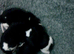 Pup's 8 days old