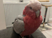 Pink fluff Galah