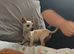 Tiny baby girl Chiuaua