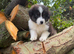 Australia shepherd