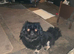 Black & Fawn 19 month old Pekingese