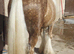 Bay Cob Filly 3yrs old, Rising 13.1HH