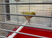Water Slager Pair for Sale