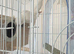 Bonded pair of white Quakers