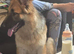 7 month old female german shepard