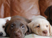 Beautiful Health Tested Labrador Puppies