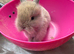 Lop bunnies for sale