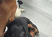 4 beautiful Dachshund puppies for sale