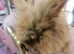 Miny lop boy and girl