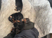 Mini pincher puppies