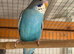 Blackwing split blackface budgie