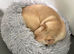Female French bulldog