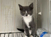 Russian blue cross