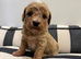 Adorable Rare Tiny Maltipoo