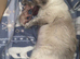 Pure ragdoll