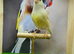Yellow dimorphic canaries