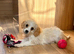 F1b Cavapoo puppies…