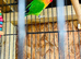 Lovely bird