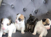 Adorable Jack Russell Mix Puppies – Ready to Find Their Forever Homes!