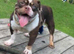 Gorgeous 2 year old female pocket bully