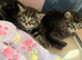 Kittens