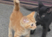 kittens ready now!