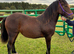 Stunning Welsh D yearling filly