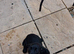 Cocker Spaniel puppy for sale