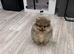 Stud Pomeranian available