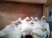 Silkie Chicks