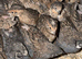 Chinese Painted Quail