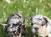French bulldog boys and girls