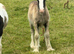 Gawbridge Elvis