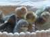 Day old chicks available buff sussex brahma pekin