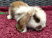 Cute French x Mini Lop Ready to Go!!!