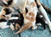 Four kittens two female two male