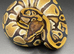 Het clown het pied ball python hatching (1)