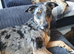 Puppies