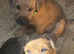 Jack Russell x Border Lakeland puppies
