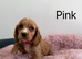 Stunning Cocker Spaniel Puppies – 2 Boys & 5 Girls Ready Now!