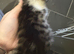2 girl teddy kittens ready for new home