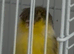 Canary gloster pair for sale