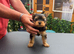 beautiful Yorkshire terrier puppy bitches