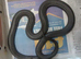 male mexican black kingsnake