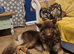 Liver German Shepherd stud