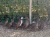 Young female Khaki Campbell ducks for sale